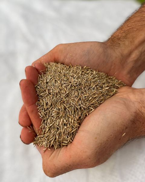 Grass Seed